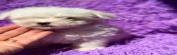 Bichón Maltés perros en venta: BICHÓN MALTÉS COREANO - Anuncio 8