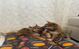 Shiba Inu perros en venta: Camada de Shiba-Inu  - Anuncio 2
