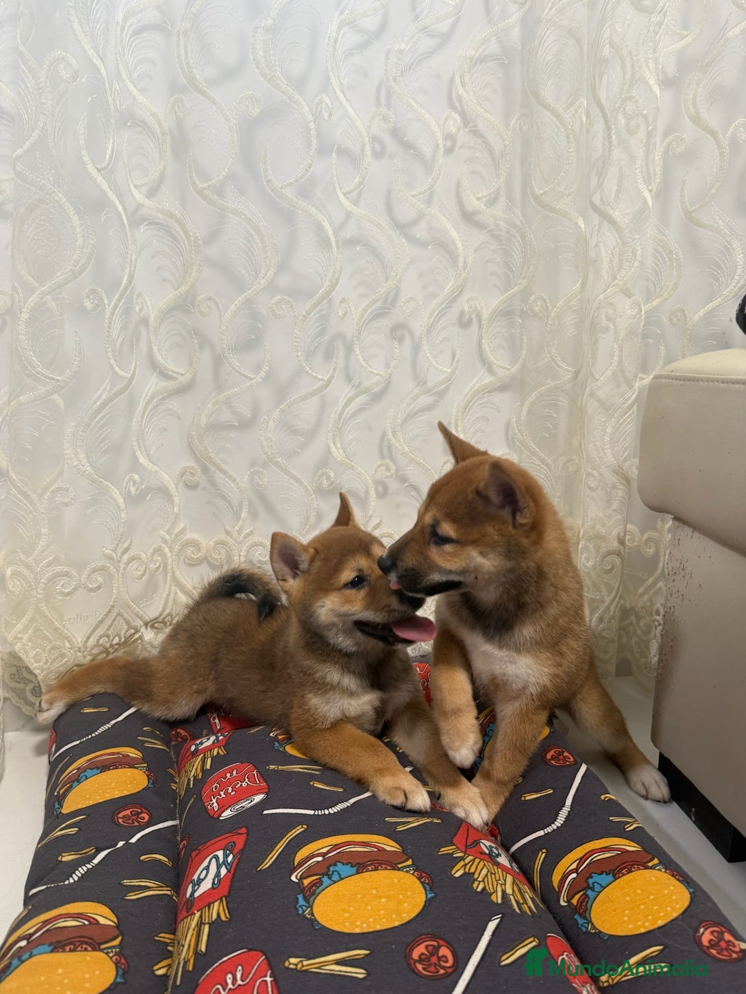 Shiba Inu perros en venta: Camada de Shiba-Inu  - Anuncio 2