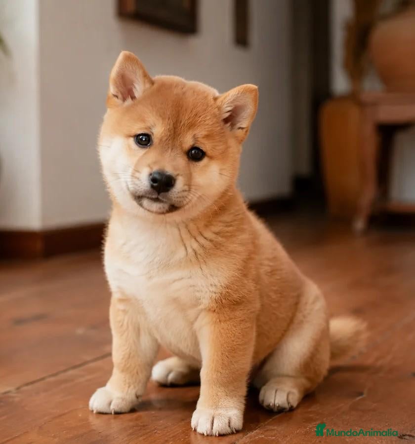 Shiba Inu perros SHIBA INU  - Anuncio 4
