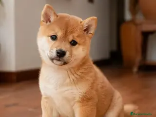Shiba Inu perros SHIBA INU - Anuncio 4