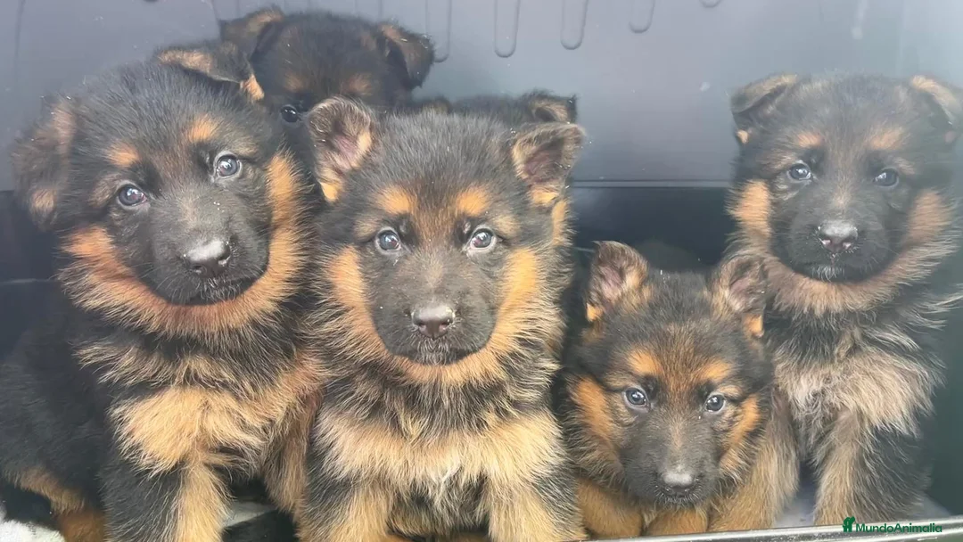 Pastor Alemán perros en venta: Cachorros de primera con toda la documentación  - Anuncio 4