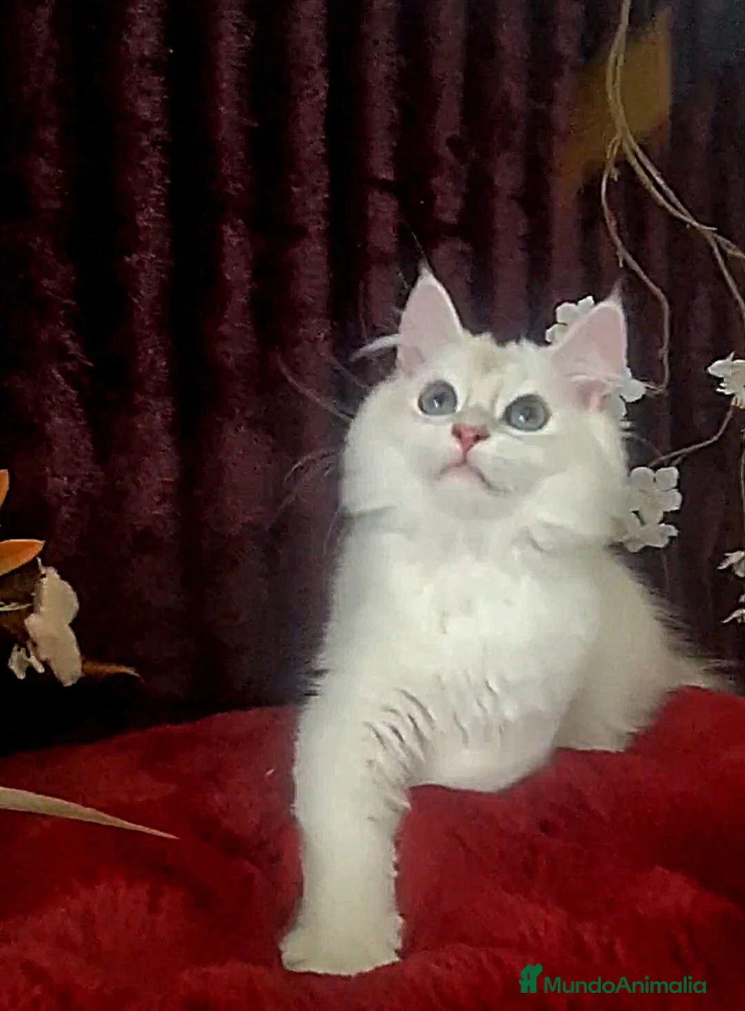 Imagen de galería {{count}}