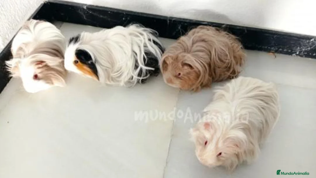 Imagen de galería {{count}}