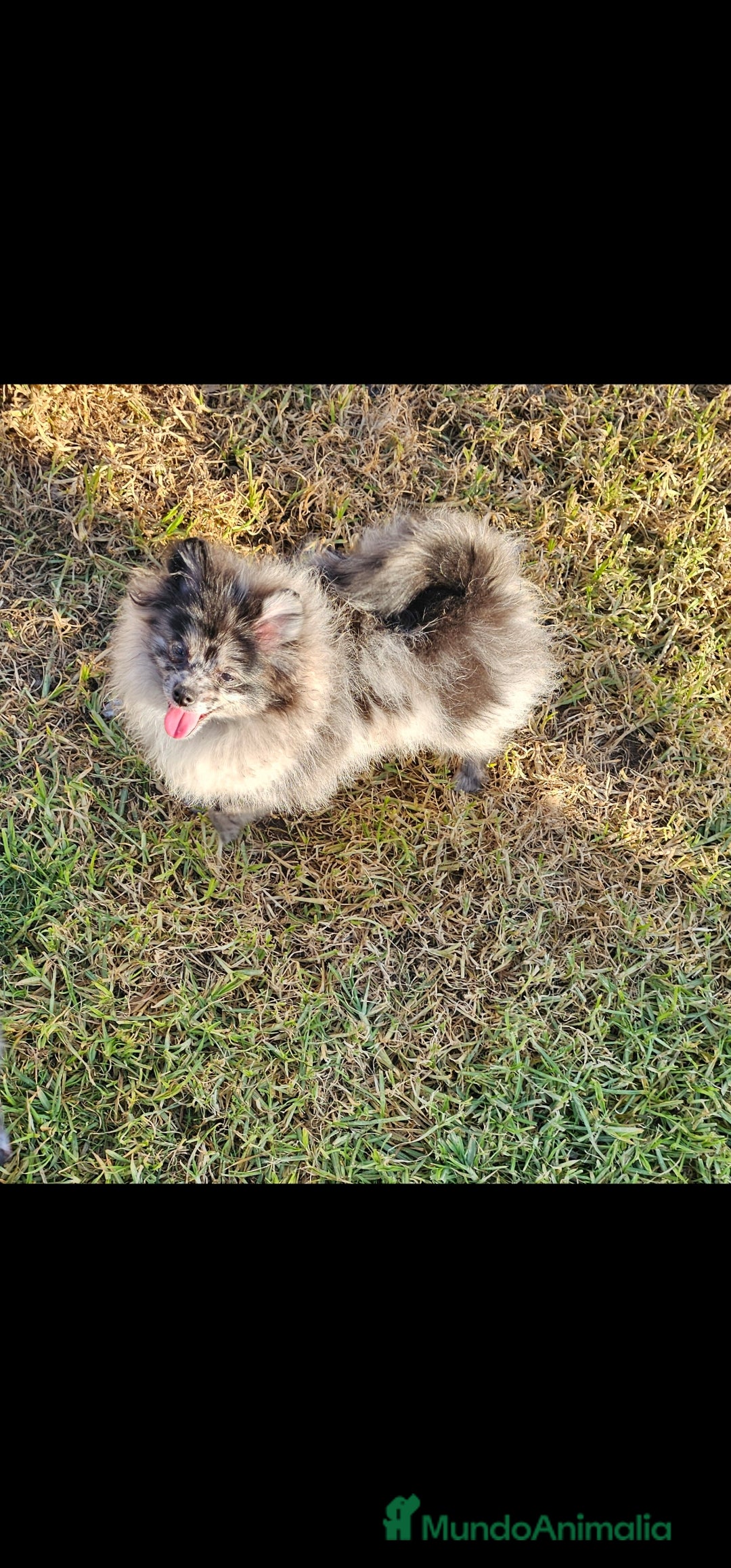 Pomerania perros Pomerania merle. Machito - Anuncio 36