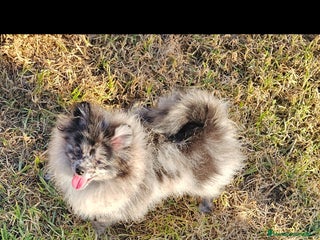 Pomerania perros Pomerania merle. Machito - Anuncio 1