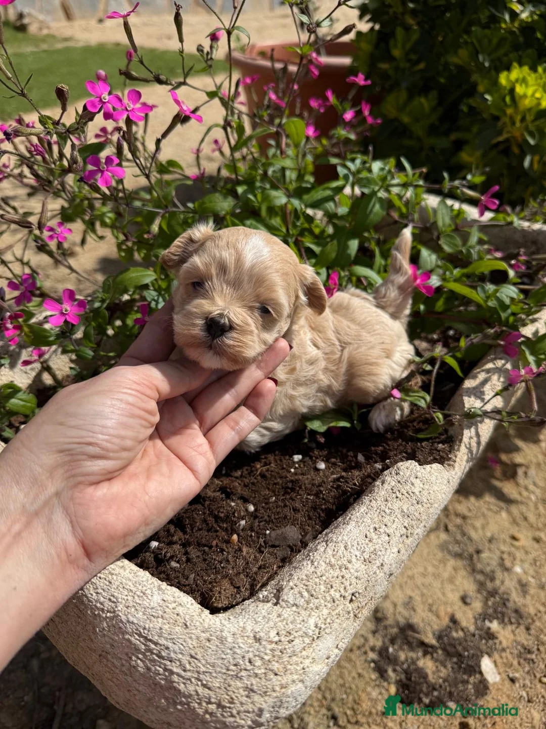 Maltipoo perros en venta: Maltipoo toy muy bonitos Particolor !! - Anuncio 6