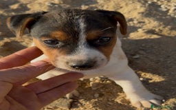 Jack Russell Terrier perros en venta: Jack russel - Imagen 1