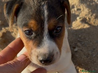 Jack Russell Terrier perros - Anuncio 2