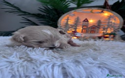 Maltipoo perros en venta: MALTIPOO  - Anuncio 10