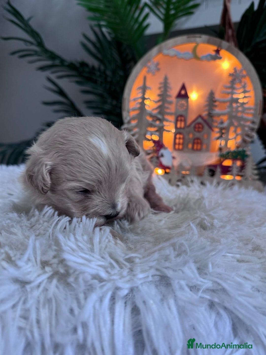 Maltipoo perros en venta: MALTIPOO  - Anuncio 10