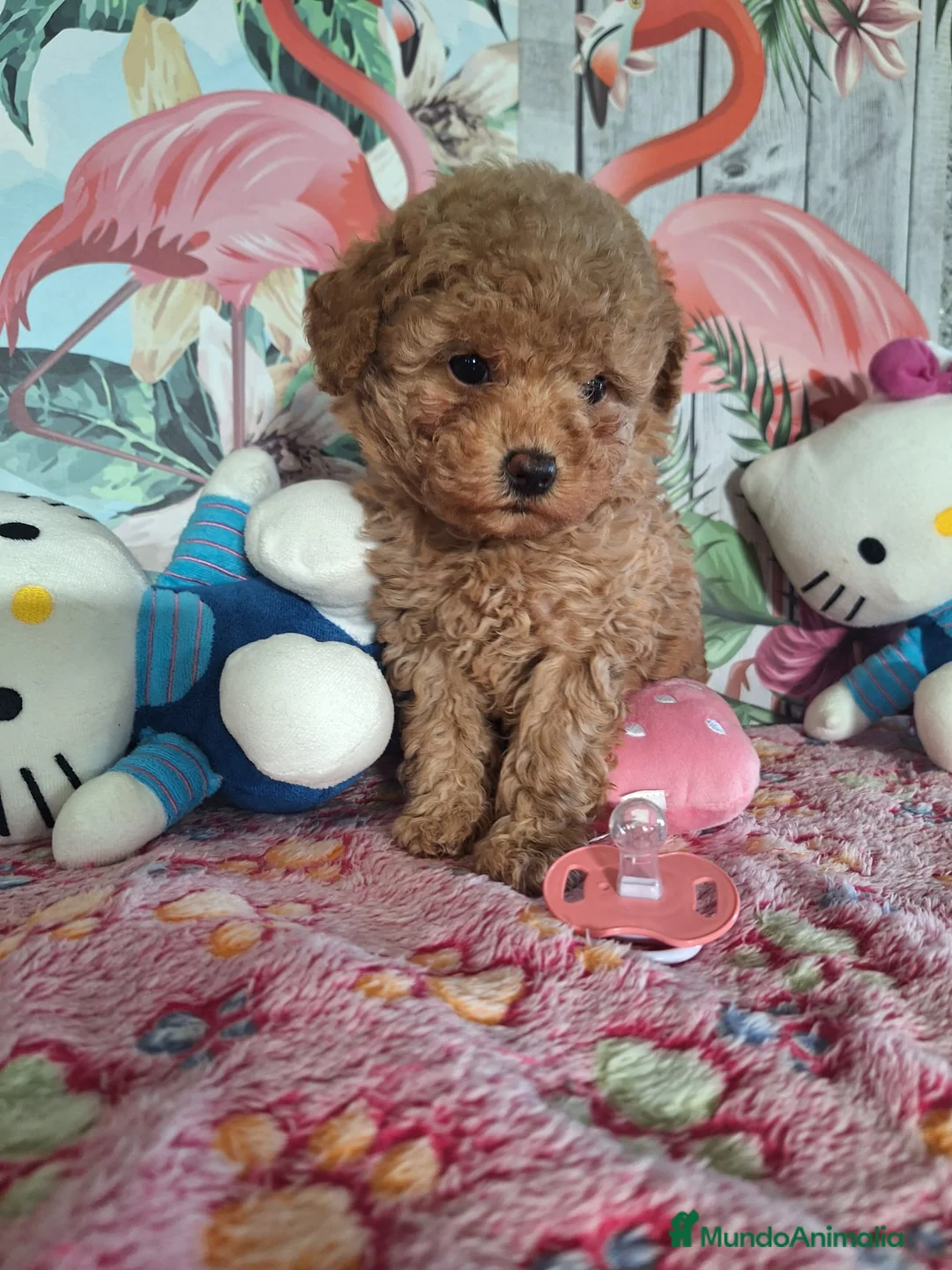 Caniche Toy perros en venta: Cachorro de Caniche Toy - Anuncio 1