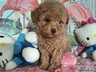 Caniche Toy perros Cachorro de Caniche Toy - Anuncio 3