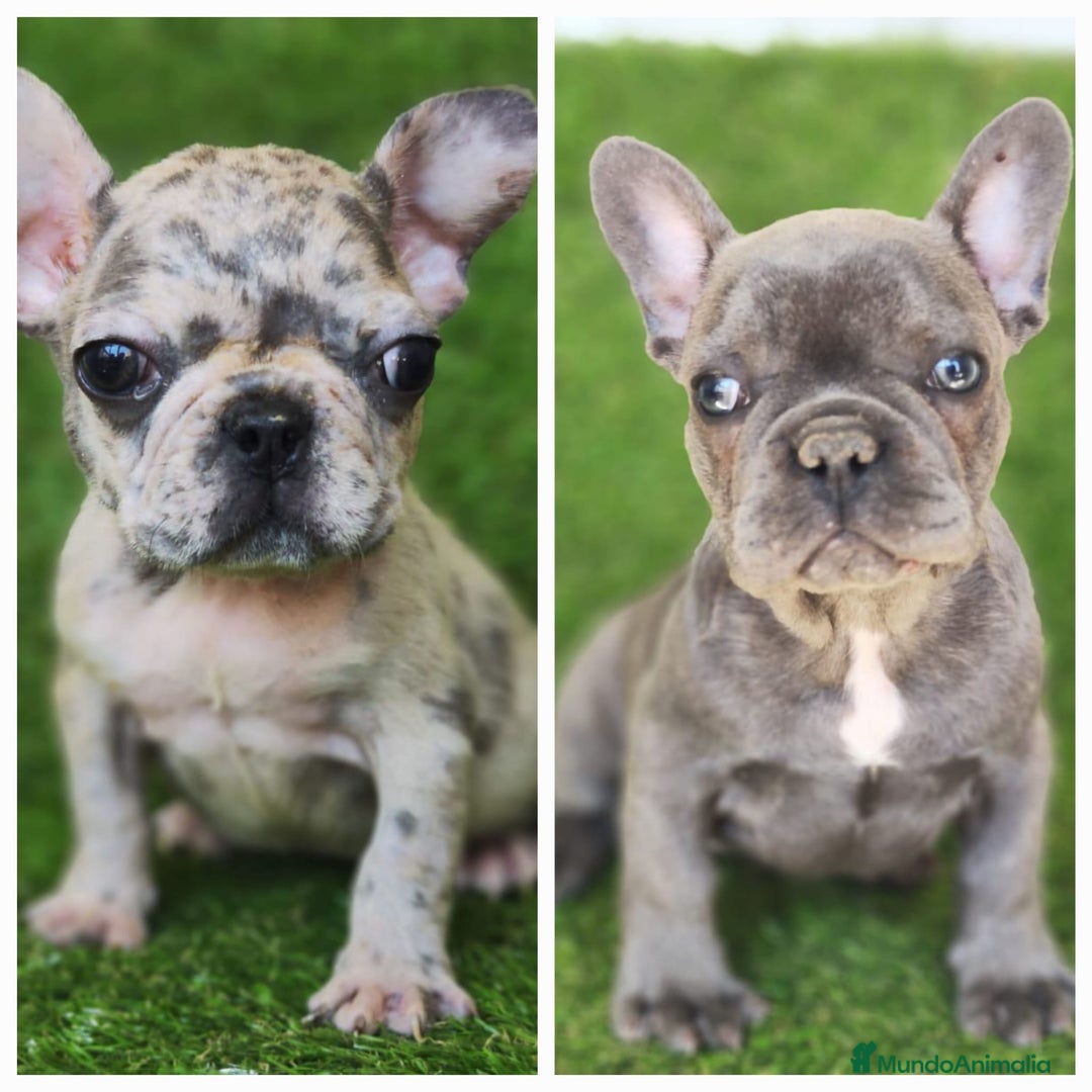 Bulldog Francés perros en venta: Camada familiar de bulldog frances - Anuncio 1