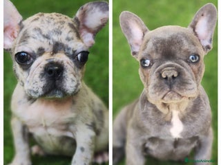 Bulldog Francés perros Camada familiar de bulldog frances - Anuncio 3