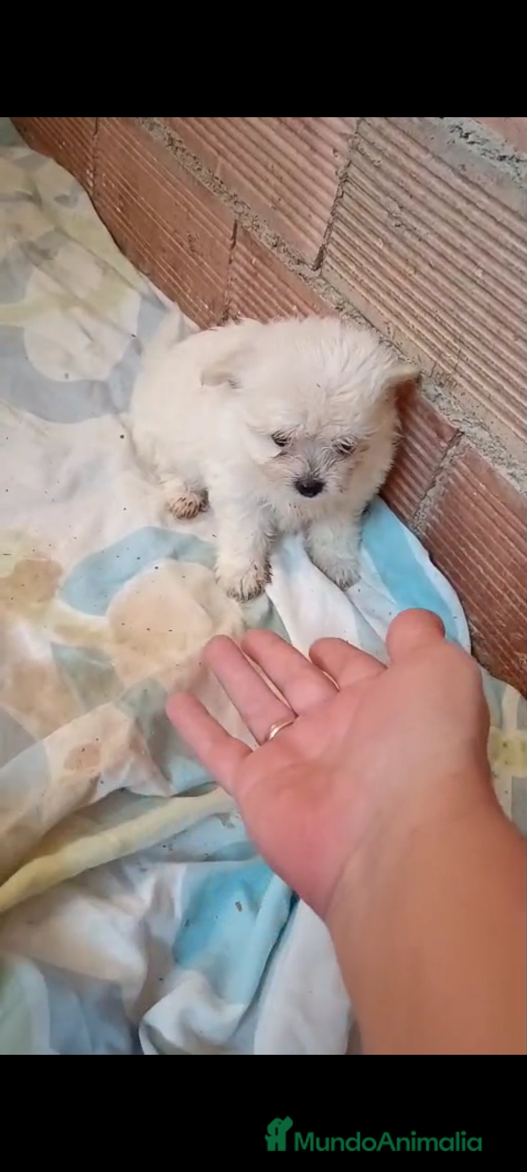 Pomerania perros en venta: LULU POMERANIA MINIS - Imagen 4