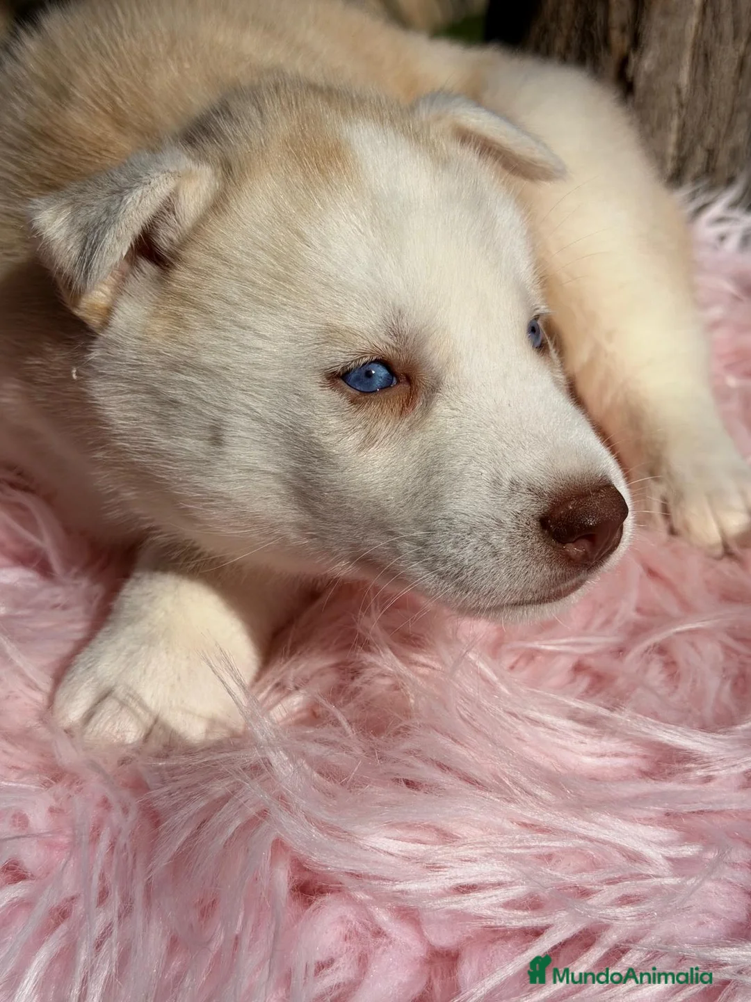 Husky Siberiano perros en venta: HUSKY PRECIOSOS CACHORROS - Anuncio 4