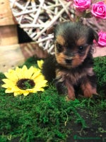 Yorkshire Terrier perros en Badajoz - Anuncio 5
