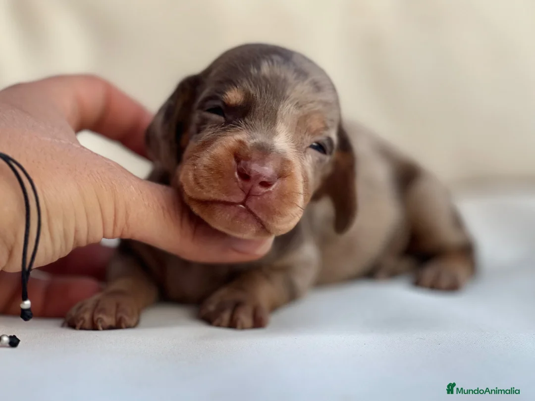 Teckel Miniatura perros en venta: EXCLUSIVO MACHITO TECKEL ARLEQUÍN CHOCOLATE - Anuncio 4