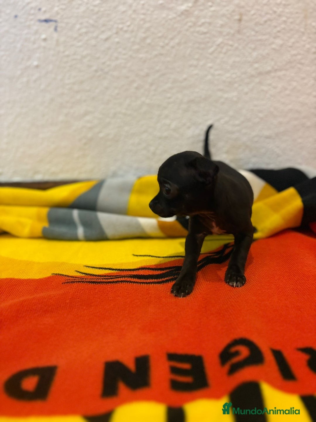 Chihuahua perros en venta: Chihuahua toy - Imagen 23