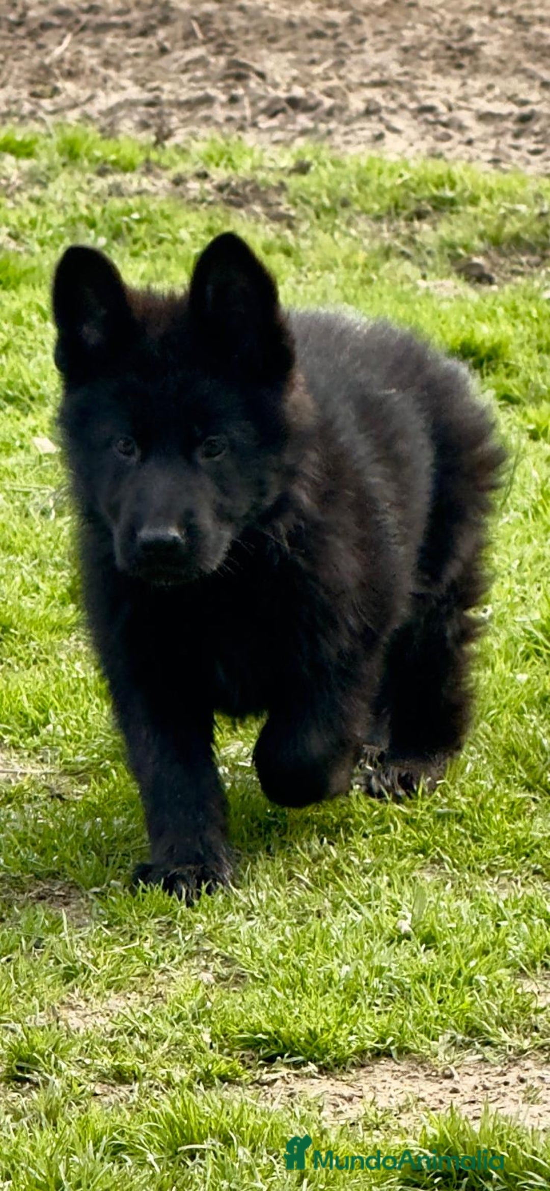 Pastor Alemán perros en venta: Pastor alemán belleza  - Anuncio 8