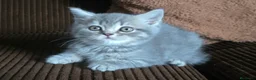 Scottish Straight gatos en venta: Gatcot.com - Anuncio 5