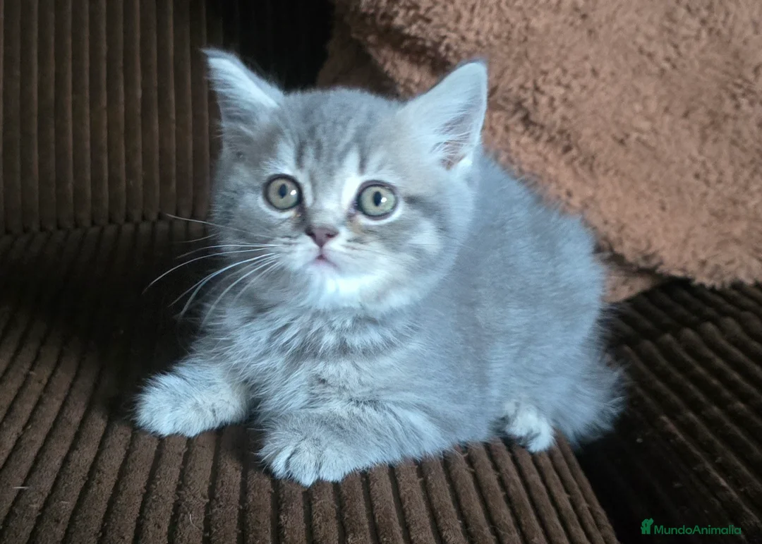 Scottish Straight gatos en venta: Gatcot.com - Anuncio 5