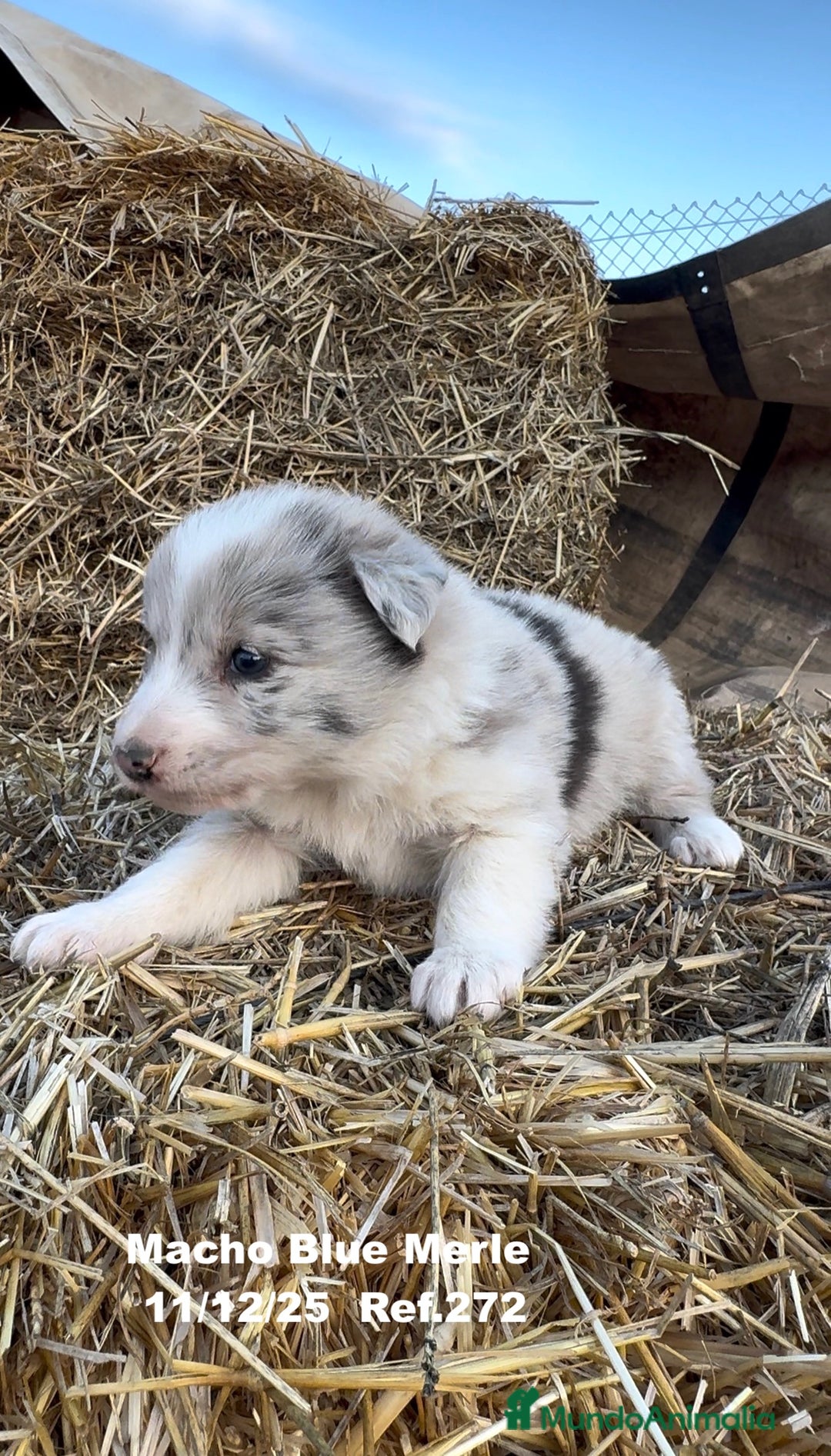 Border Collie perros en venta: Border Collie - Anuncio 18