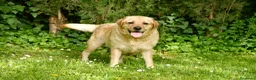 Labrador Retriever perros en venta: PRECIOSO CACHORRO LABRADOR NEGRO. - Anuncio 7