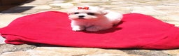 Bichón Maltés perros en venta: Bichón Maltés - Anuncio 3