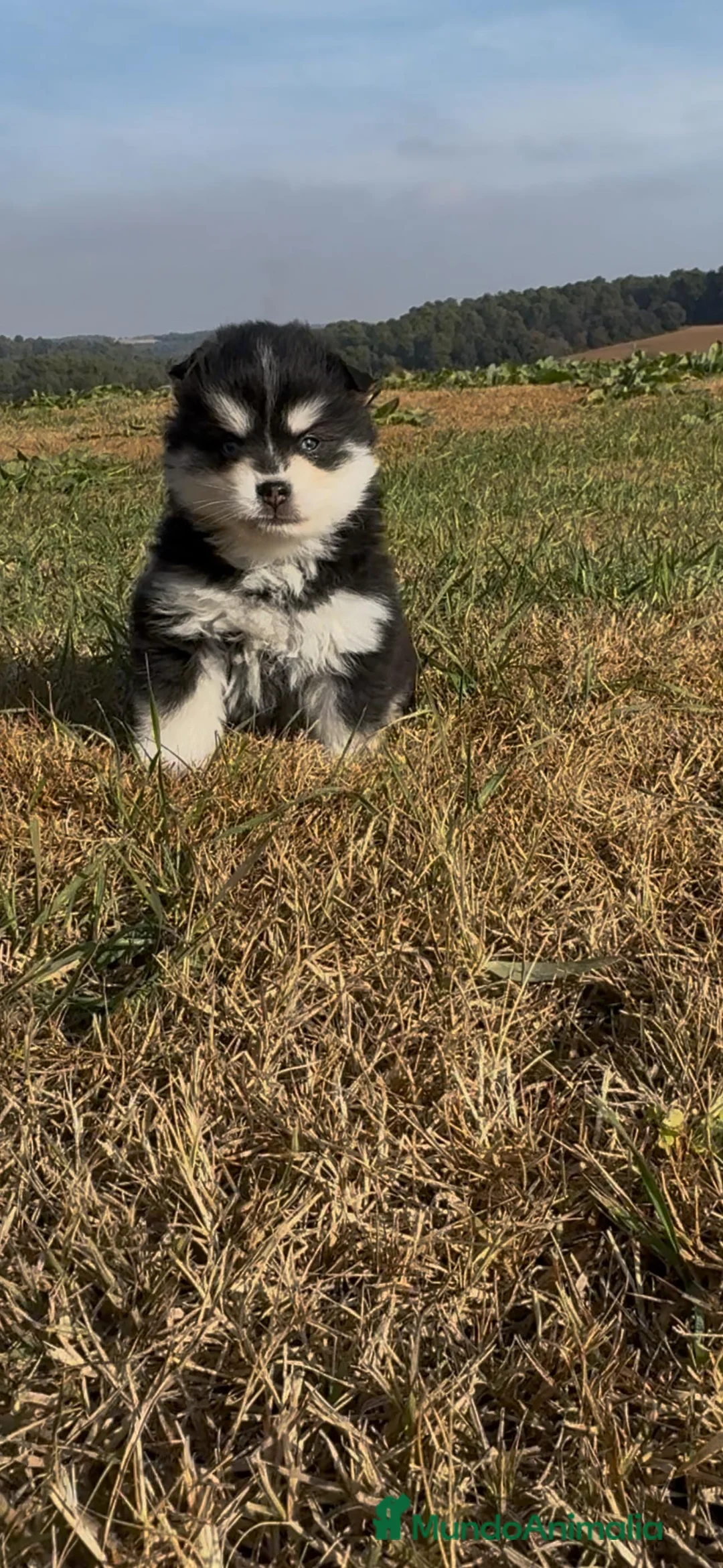 Pomsky perros en venta: Pomsky micro F4 - Anuncio 4