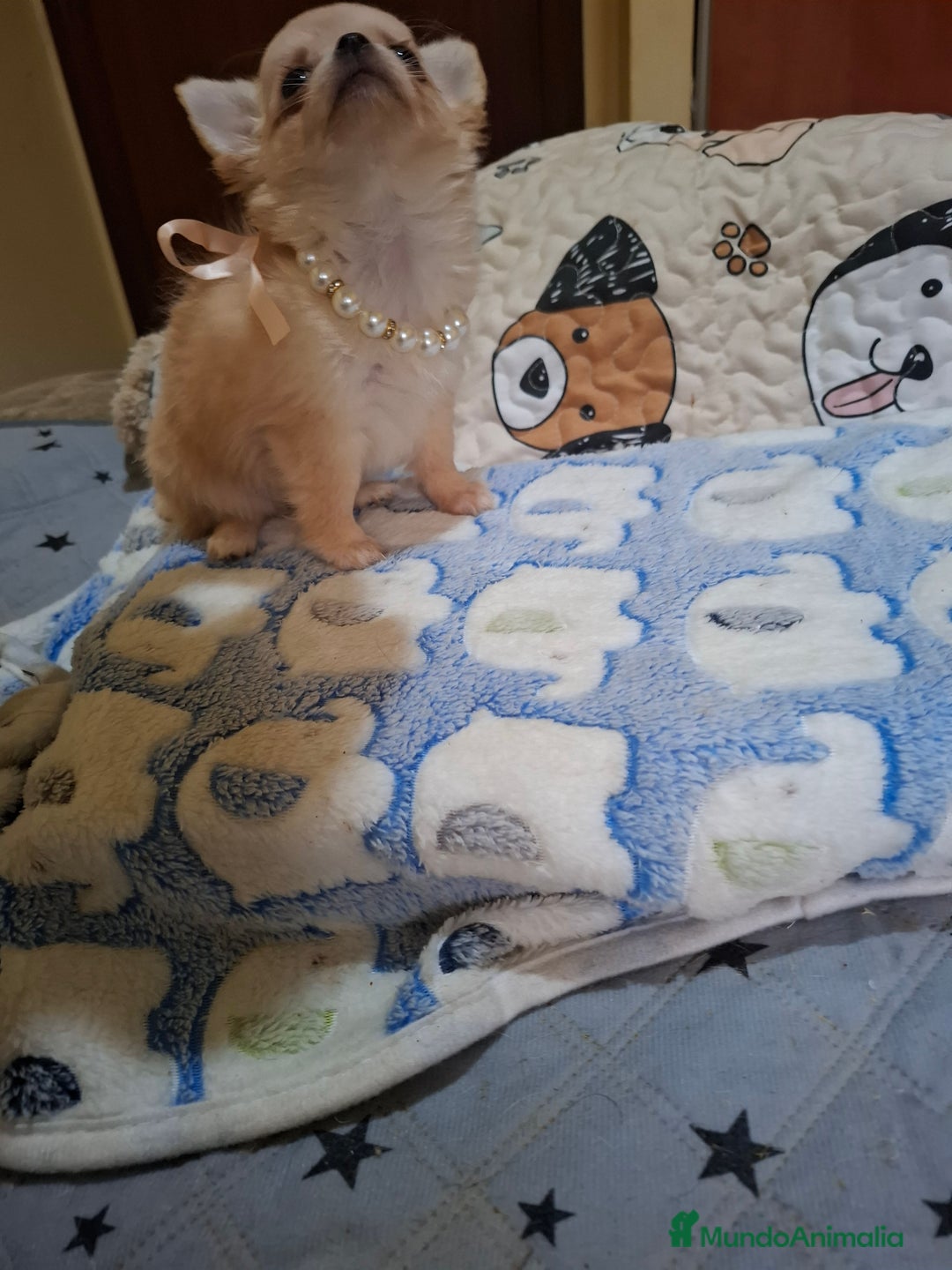 Chihuahua perros en venta: Chihuahua hembra de pelo largo calidad premium - Anuncio 2