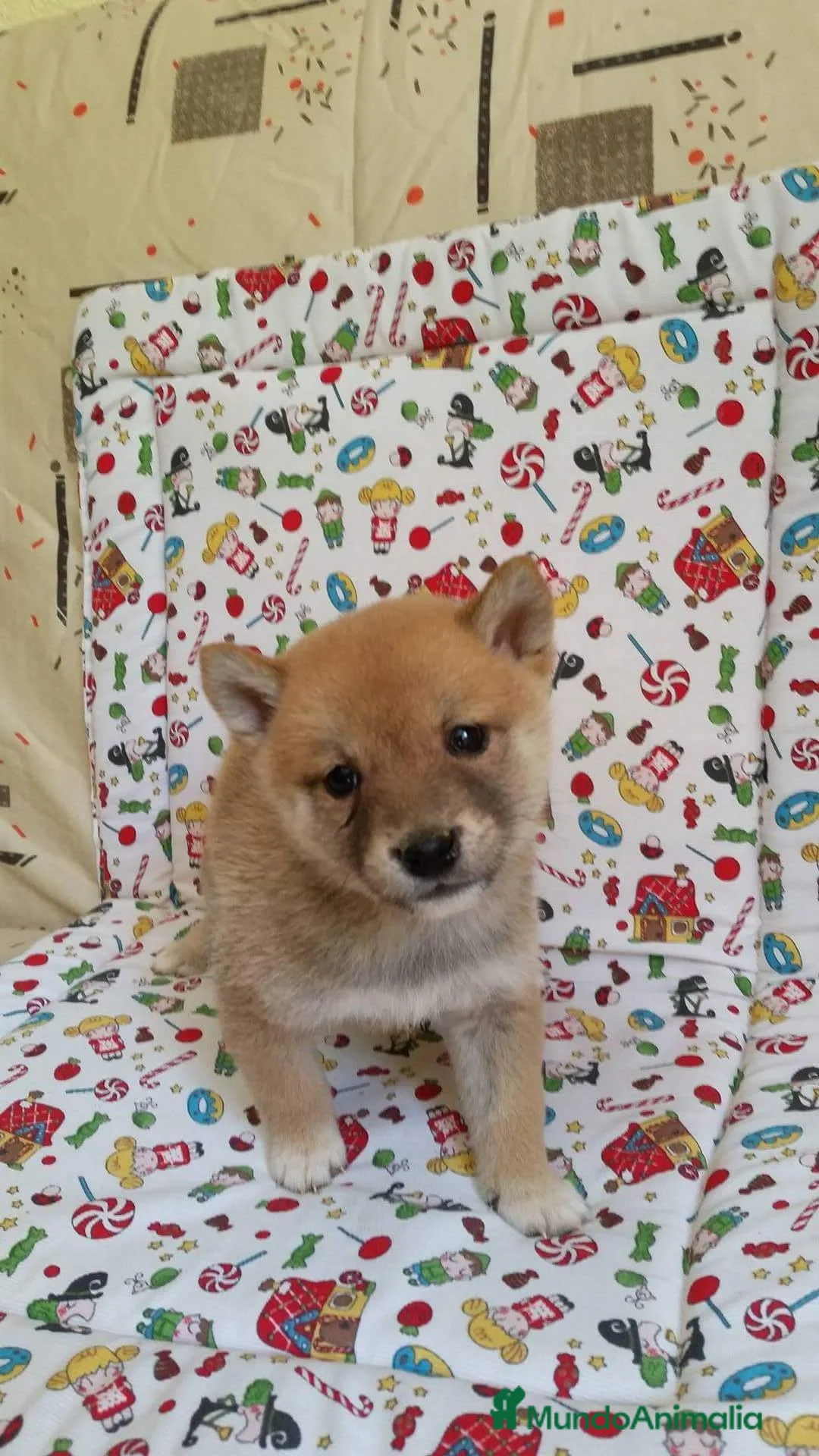 Shiba Inu perros en venta: SHIBA INU - Anuncio 1