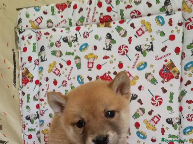 Shiba Inu perros en venta: SHIBA INU - Anuncio 1