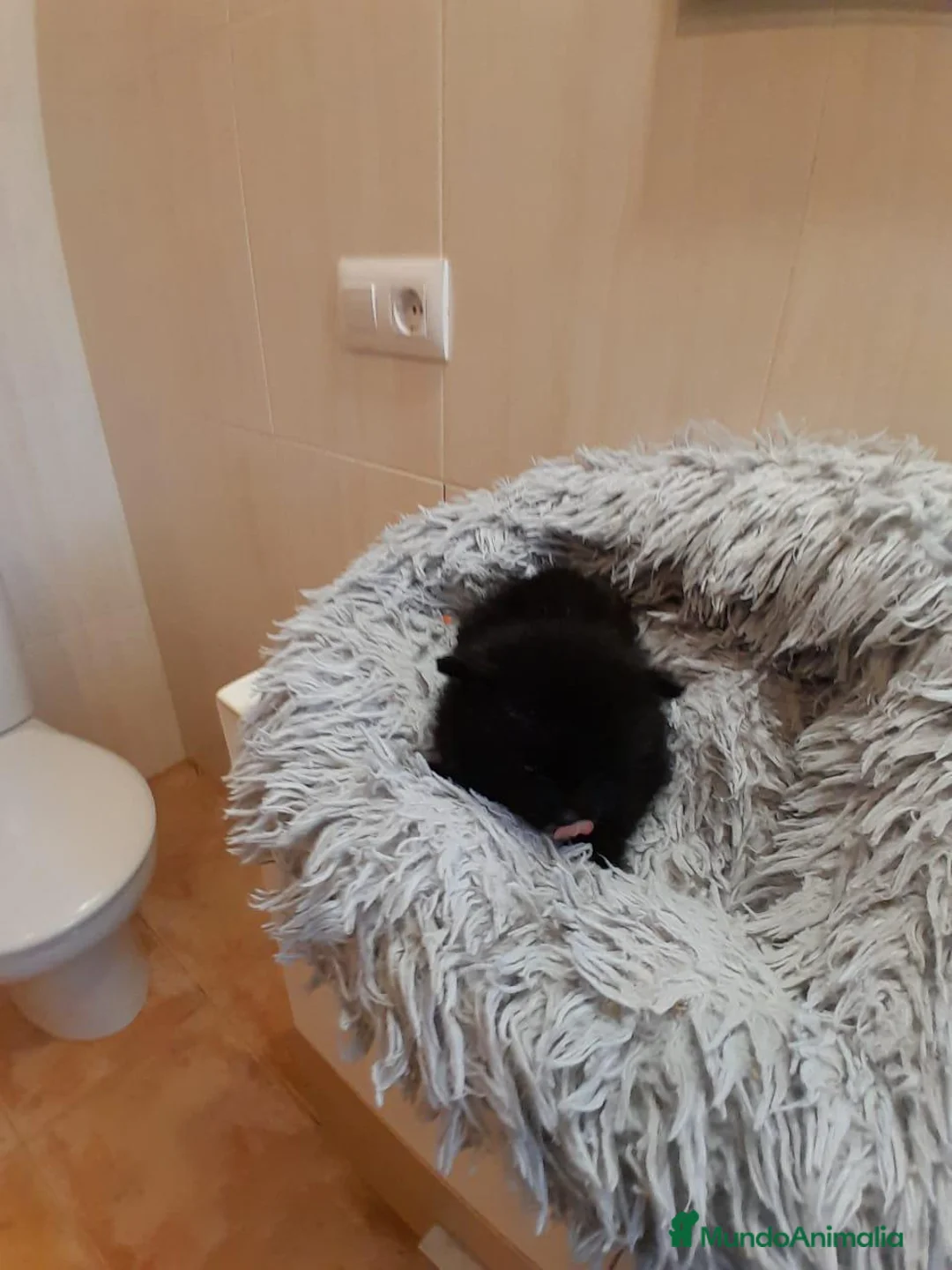 Pomerania perros en venta: Pomeranian toy - Anuncio 11