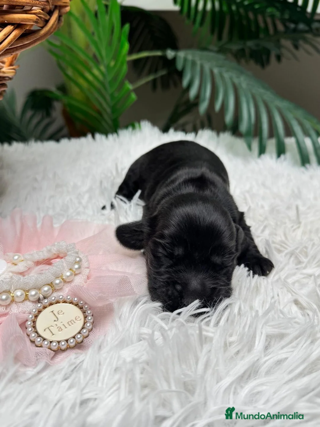 Cocker Spaniel Inglés perros en venta: COCKER HEMBRA - Anuncio 1