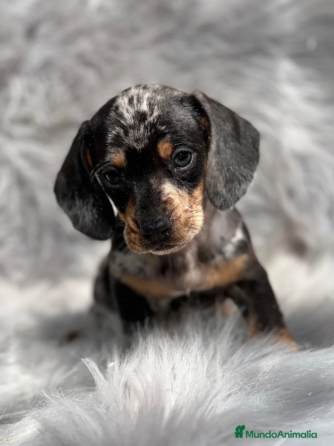 Teckel Miniatura perros en venta: Teckel miniatura  en Barcelona - Anuncio 2