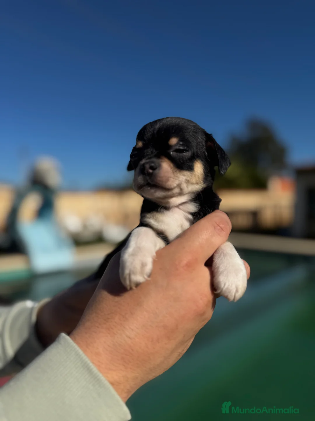 Chihuahua perros en venta: Chihuahuas  en Illes Balears - Anuncio 21
