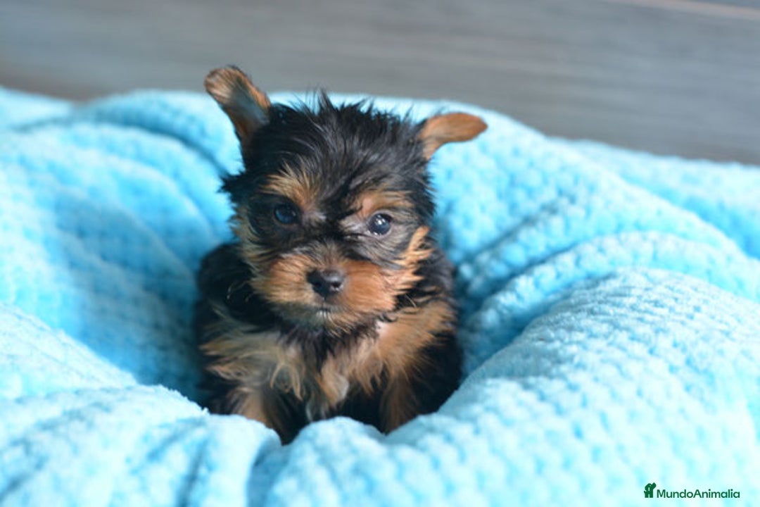 Yorkshire Terrier perros en venta: yorkshire miniatura - Imagen 1
