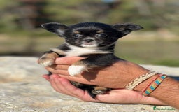 Chihuahua perros en venta: Chihuahua pelo largo  - Imagen 2