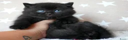 Británico de Pelo Corto gatos en venta: Gatitos British Shorthair negros con pedigree  - Anuncio 9