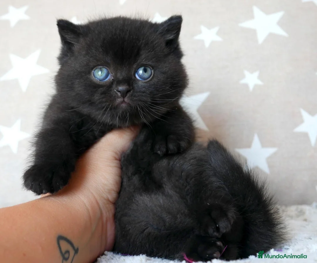 Británico de Pelo Corto gatos en venta: Gatitos British Shorthair negros con pedigree  - Anuncio 9