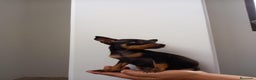 Pinscher Miniatura perros en venta: Pinscher Toy !!!!  en Ciudad Real - Anuncio 4