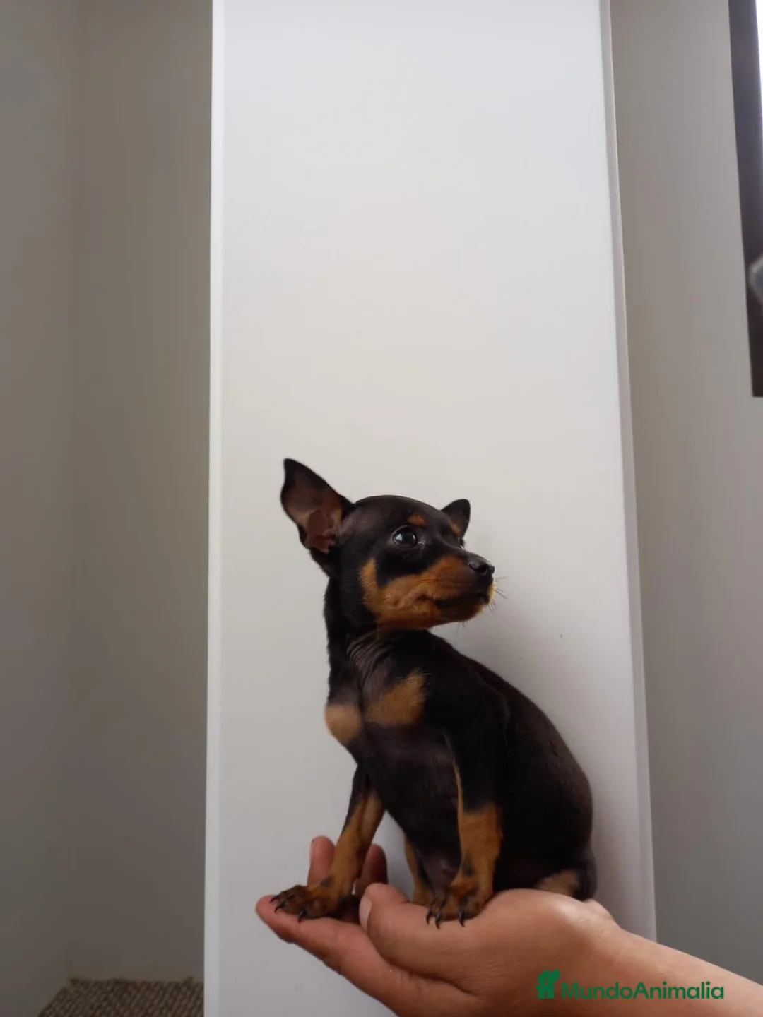 Pinscher Miniatura perros en venta: Pinscher Toy !!!!  en Ciudad Real - Anuncio 4