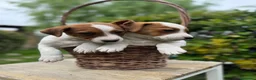 Jack Russell Terrier perros en venta: Jack Russell 550€ Precio Real! - Anuncio 1