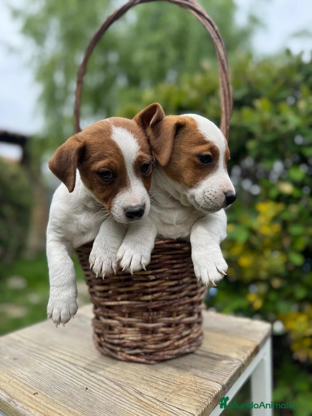 Jack Russell Terrier perros en venta: Jack Russell 550€ Precio Real! - Anuncio 1