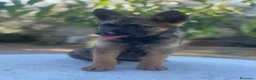 Pastor Belga Malinois perros en venta: Cachorros pastor belga Malinois  - Anuncio 6