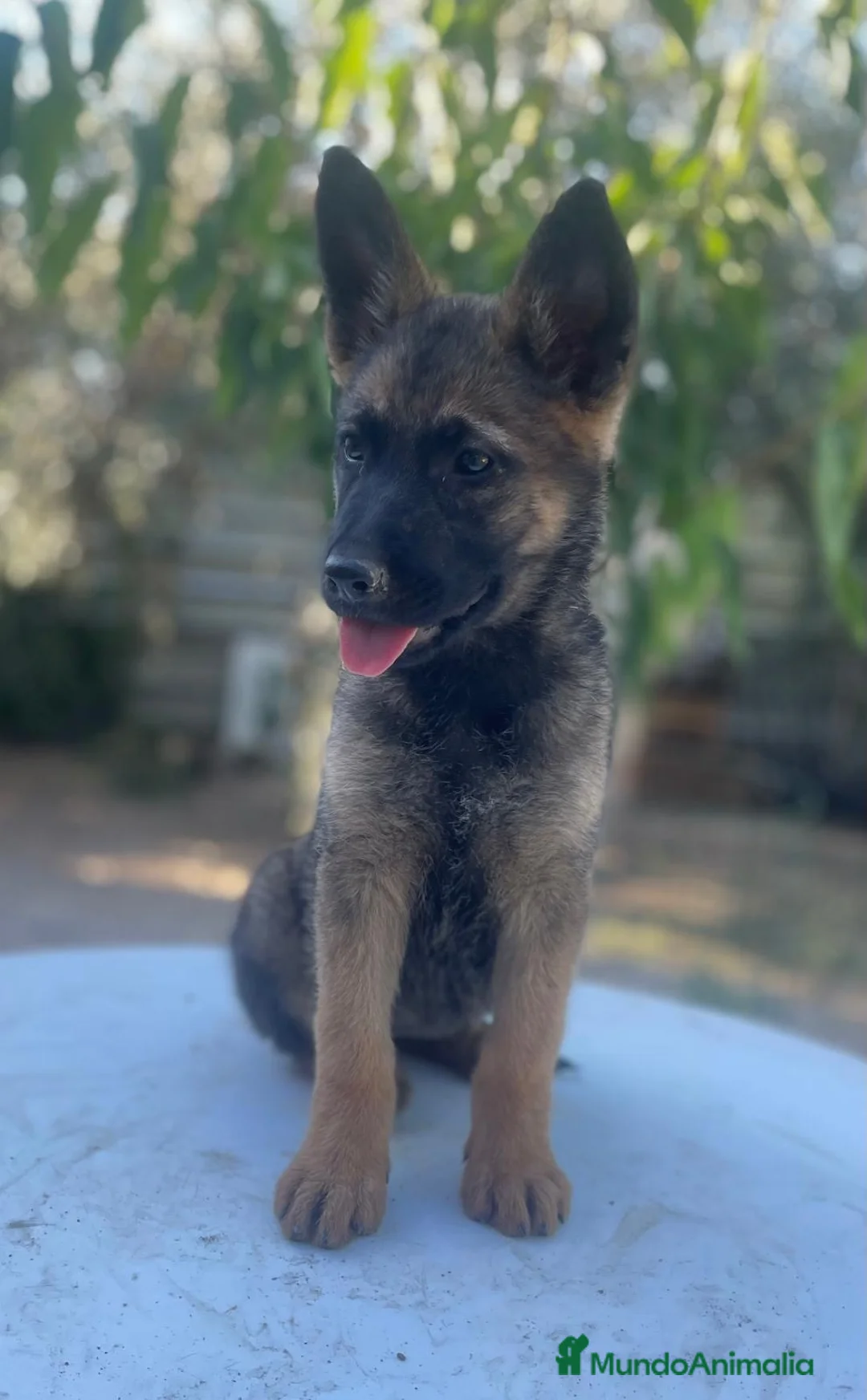 Pastor Belga Malinois perros en venta: Cachorros pastor belga Malinois  - Anuncio 6