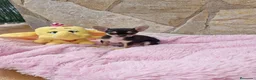 Chihuahua perros en venta: Chihuahua hembra - Anuncio 1