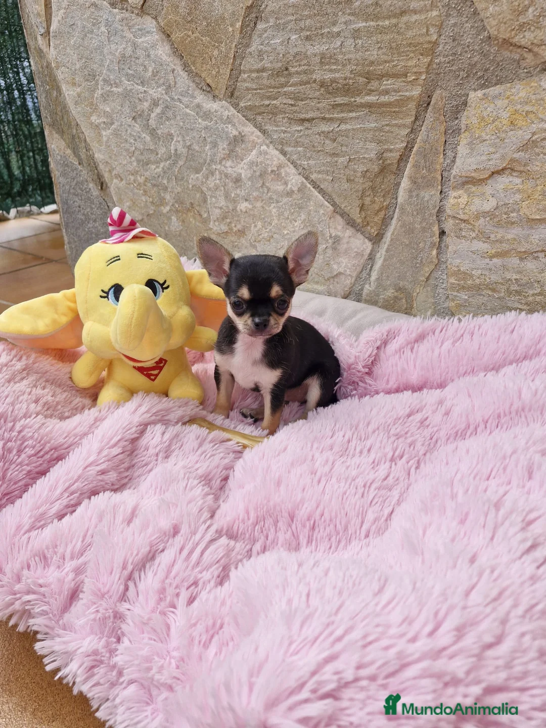 Chihuahua perros en venta: Chihuahua hembra - Anuncio 1